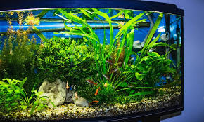 Glass Aquariums